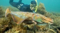Australia usually hosts the world's biggest cuttlefish mating event – not this year