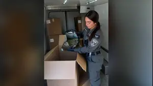 הפשיטה שהסתיימה בתפיסת ענק: כמעט חצי טון קנאביס נמצא במשק במרכז הארץ